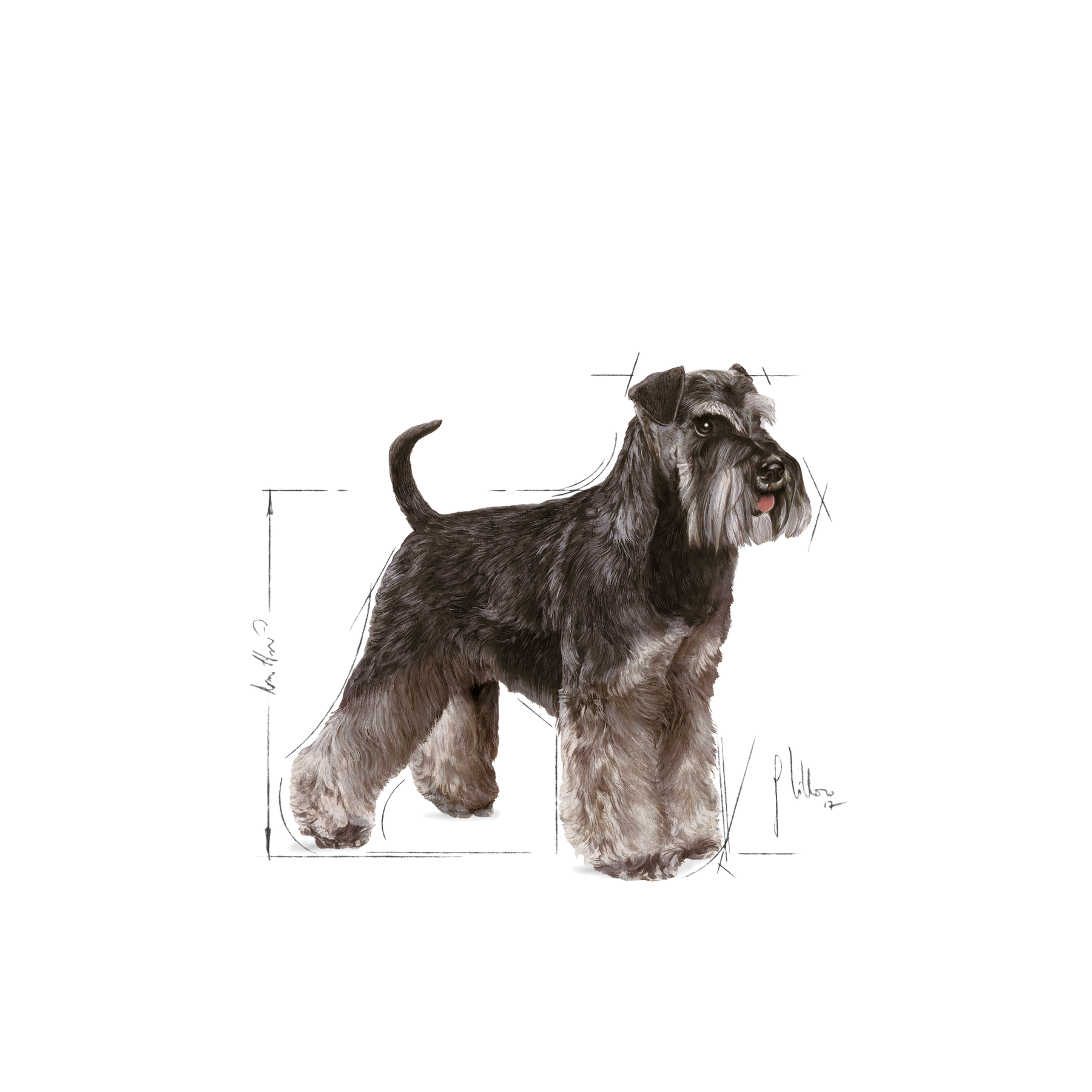 Royal Canin Miniature Schnauzer Adult koiralle 3 kg