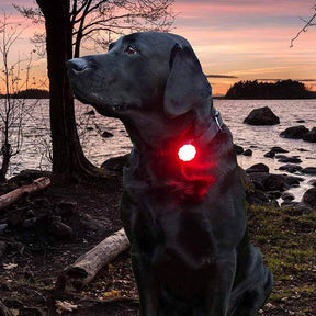 Orbiloc Dog Dual turvavalo