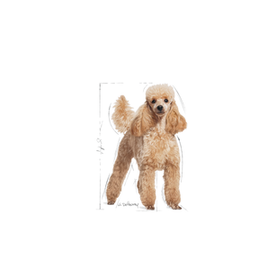 Royal Canin Poodle Adult koiralle