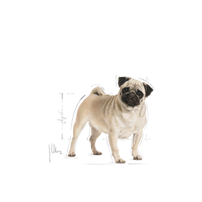 Royal Canin Pug Adult koiralle