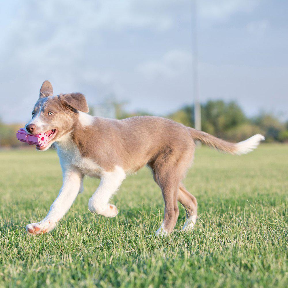 Kong Puppy Teething Stick L