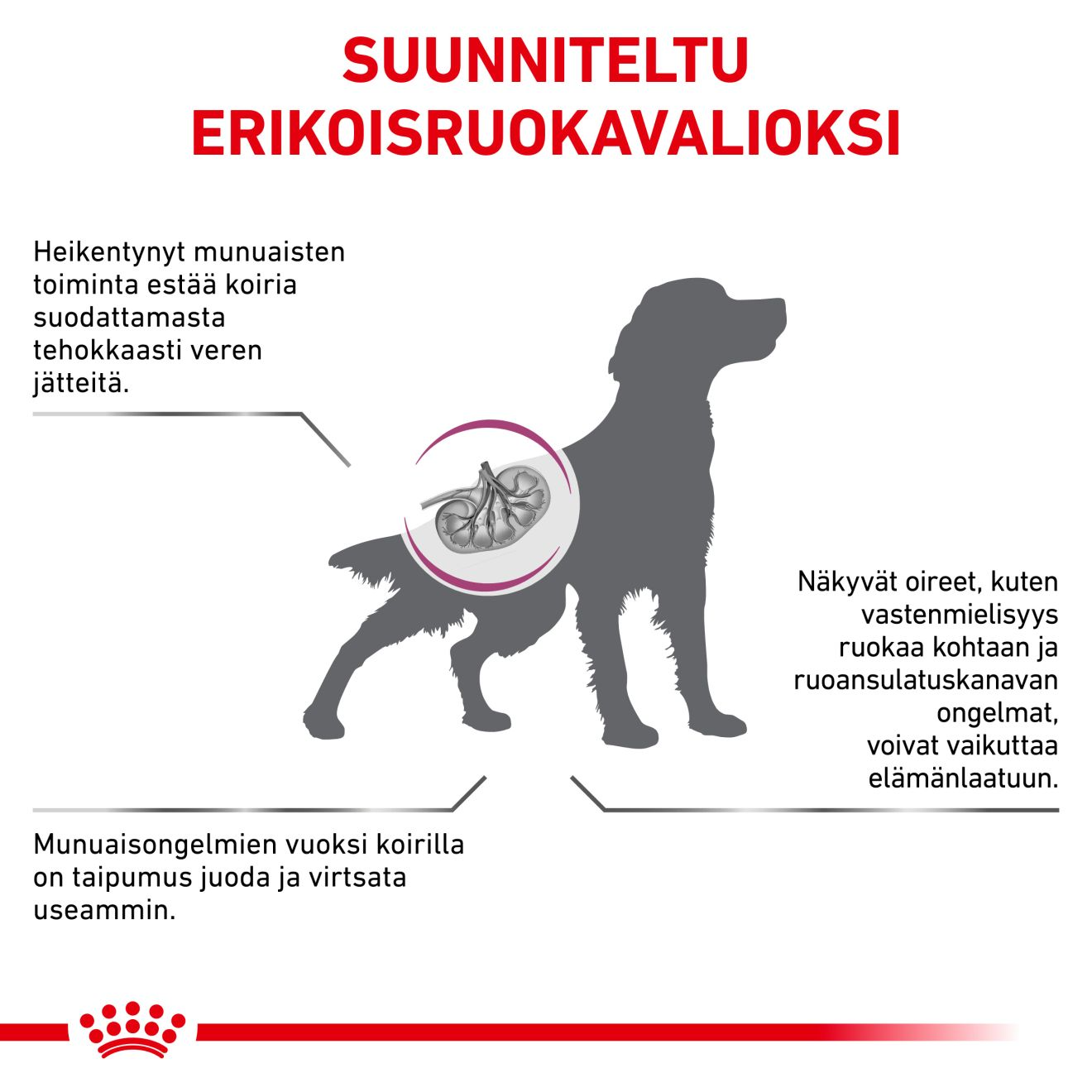 Royal Canin Veterinary Diets Renal Special koiran kuivaruoka 10 kg PÄIVÄYSTARJOUS