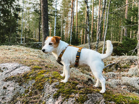 Woolly Wolf Sea to Summit Valjaat