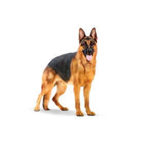 Royal Canin Maxi Adult koiran kuivaruoka 4 kg