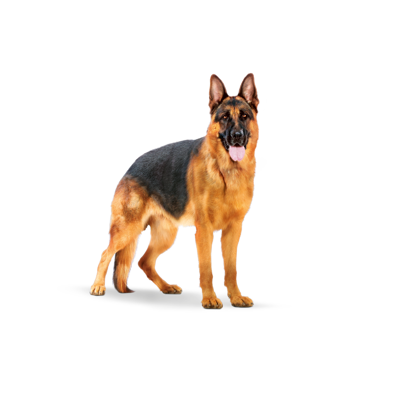 Royal Canin Maxi Adult koiran kuivaruoka
