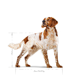 Royal Canin Medium Adult koiralle 15 kg