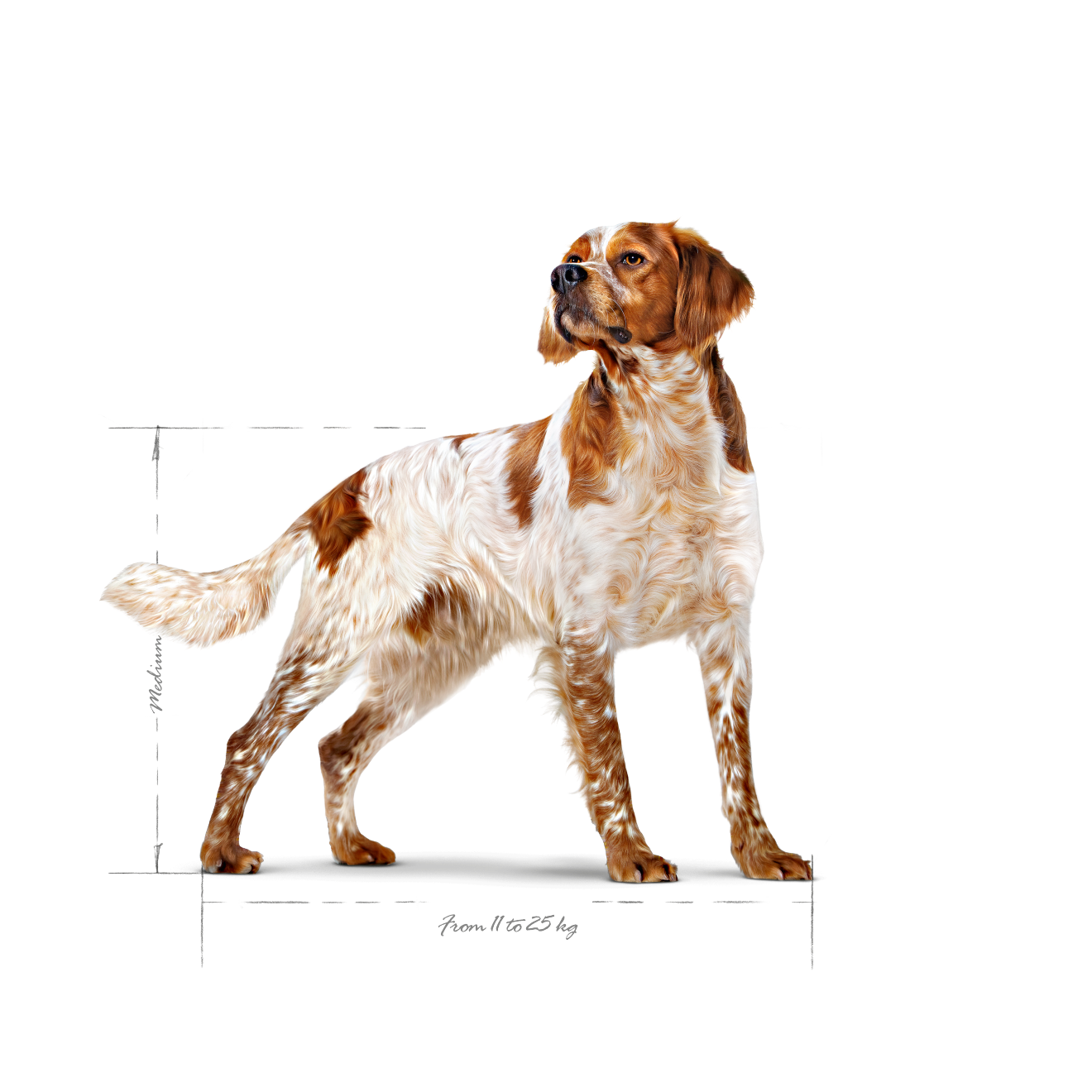 Royal Canin Medium Adult koiralle 4 kg