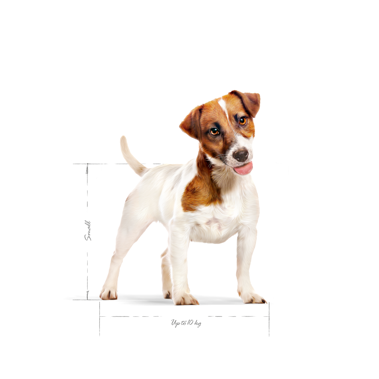 Royal Canin Mini Adult koiralle