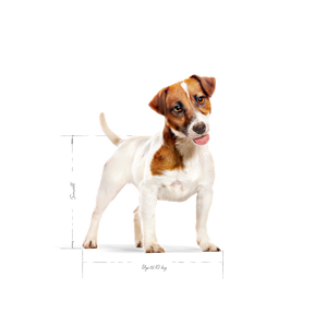 Royal Canin Mini Adult koiralle