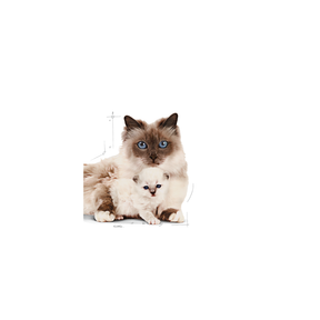 Royal Canin Mother & Babycat kissalle 2 kg