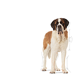 Royal Canin Giant Junior koiralle