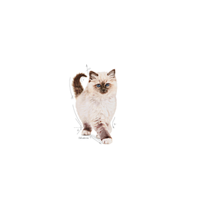 Royal Canin Kitten kissalle 10 kg