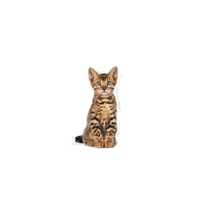 Royal Canin Kitten Sterilised kissalle 400 g