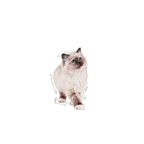 Royal Canin Kitten Jelly kissalle 12 x 85 g