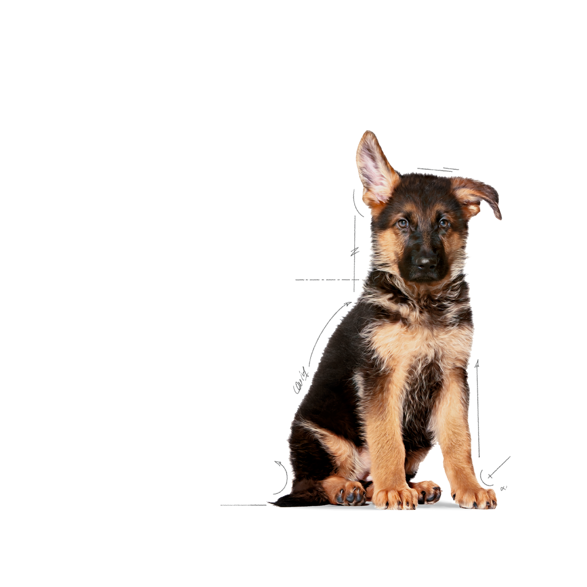Royal Canin Maxi Puppy koiralle