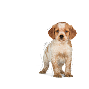 Royal Canin Medium Puppy koiralle 4 kg