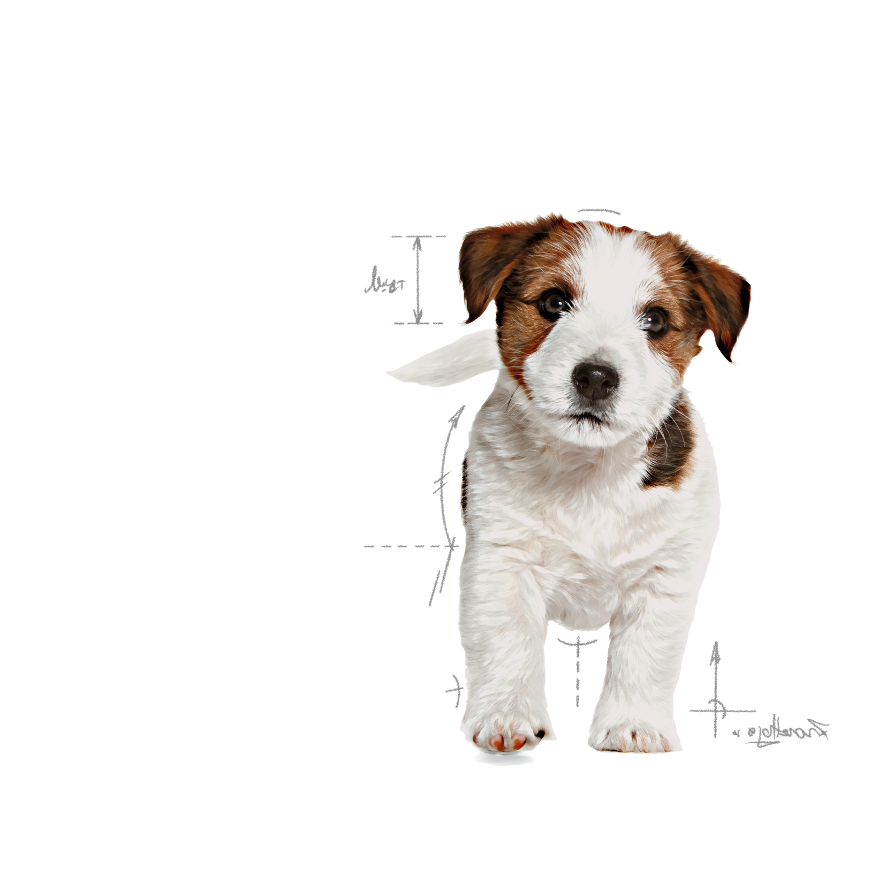 Royal Canin Mini Puppy koiralle 800 g