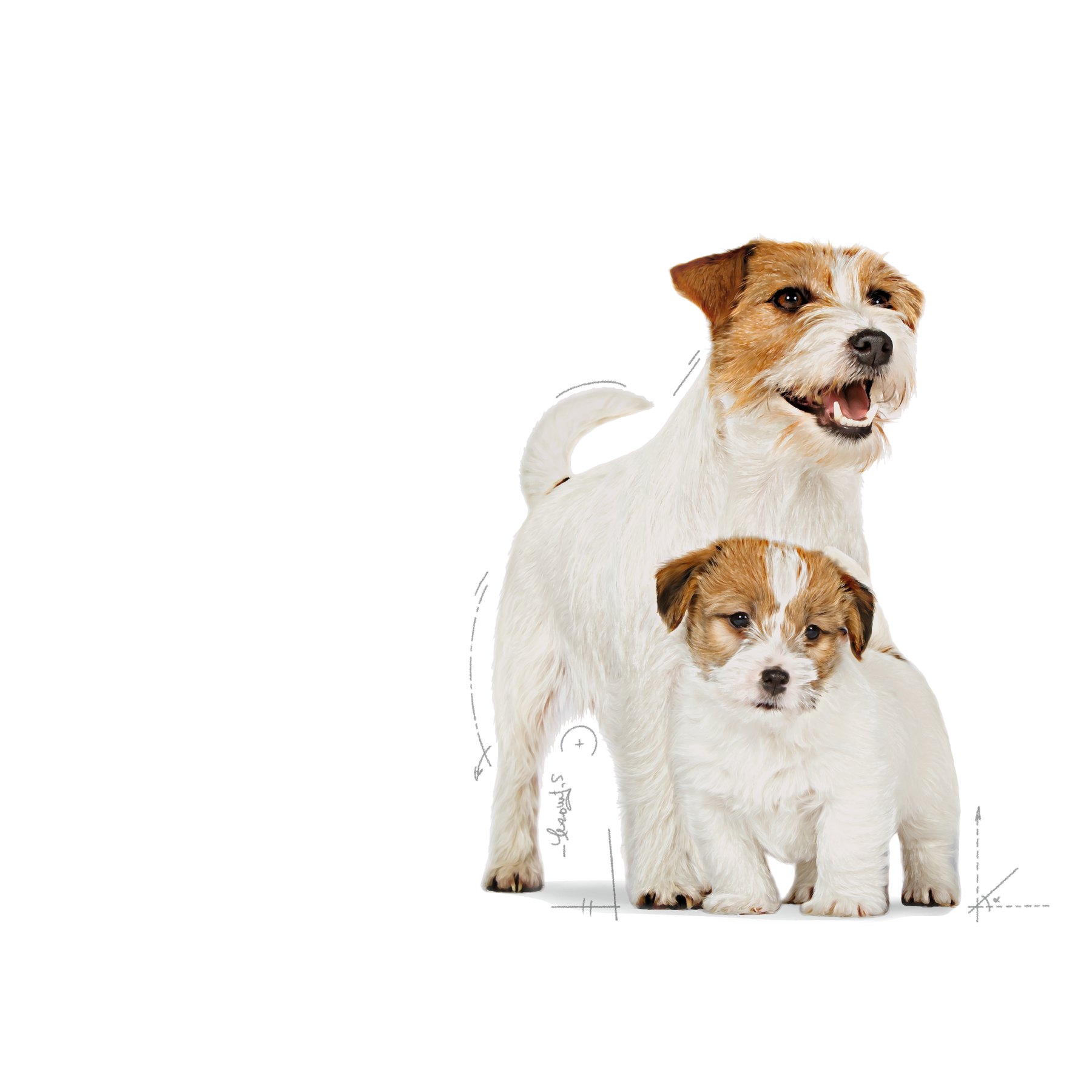 Royal Canin Mini Starter koiralle 8 kg