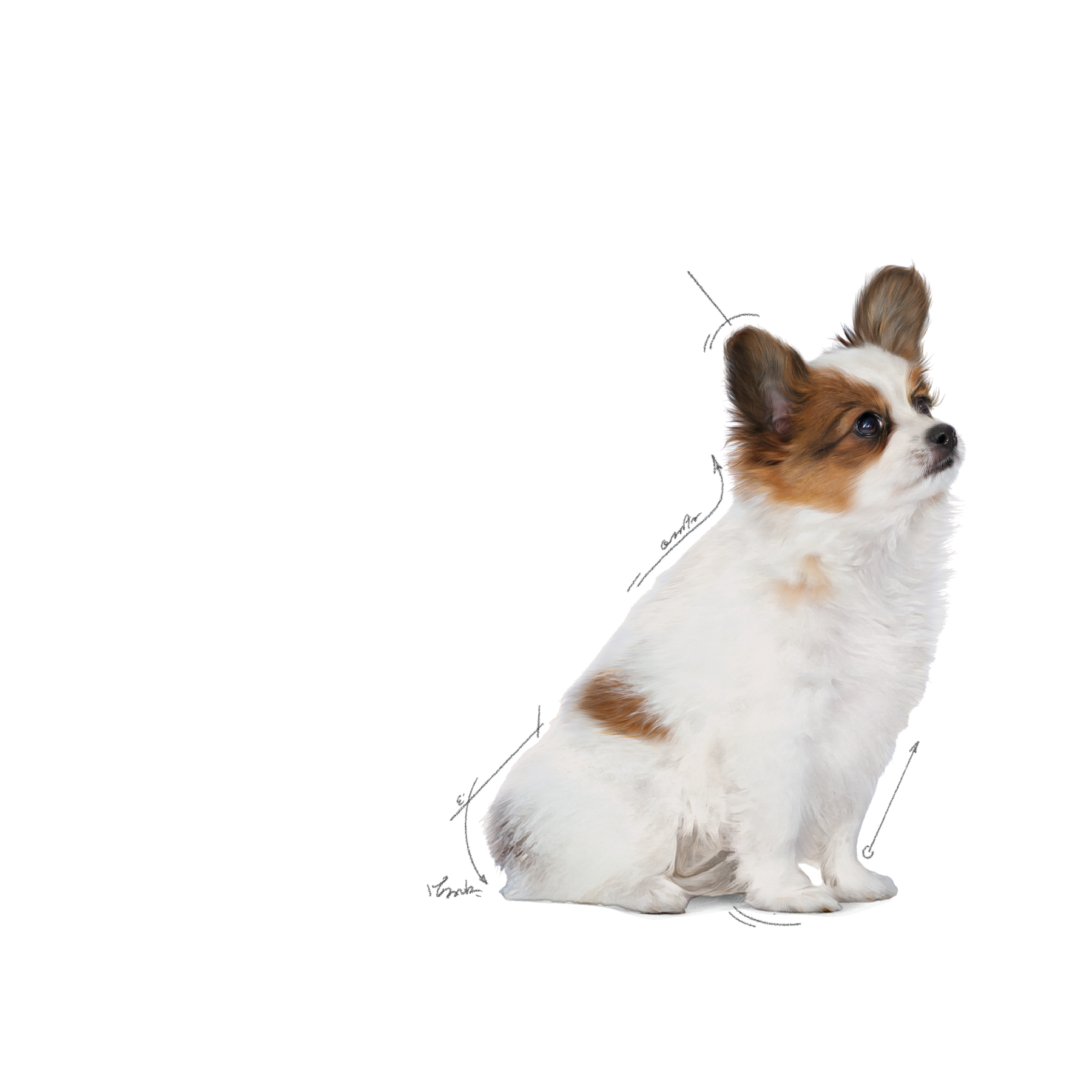 Royal Canin X-Small Puppy koiralle