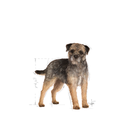 Royal Canin Sterilised koiralle 12 x 85 g