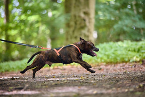 Non-stop Rush harness