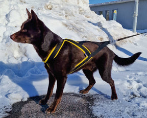 D&C Vetovaljas koko 2 oranssi