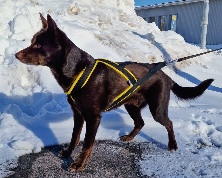 D&C Vetovaljas koko 2 oranssi