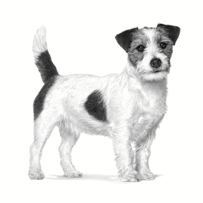 Royal Canin Veterinary Diets Health Management Neutered Adult Small Dog koiran kuivaruoka
