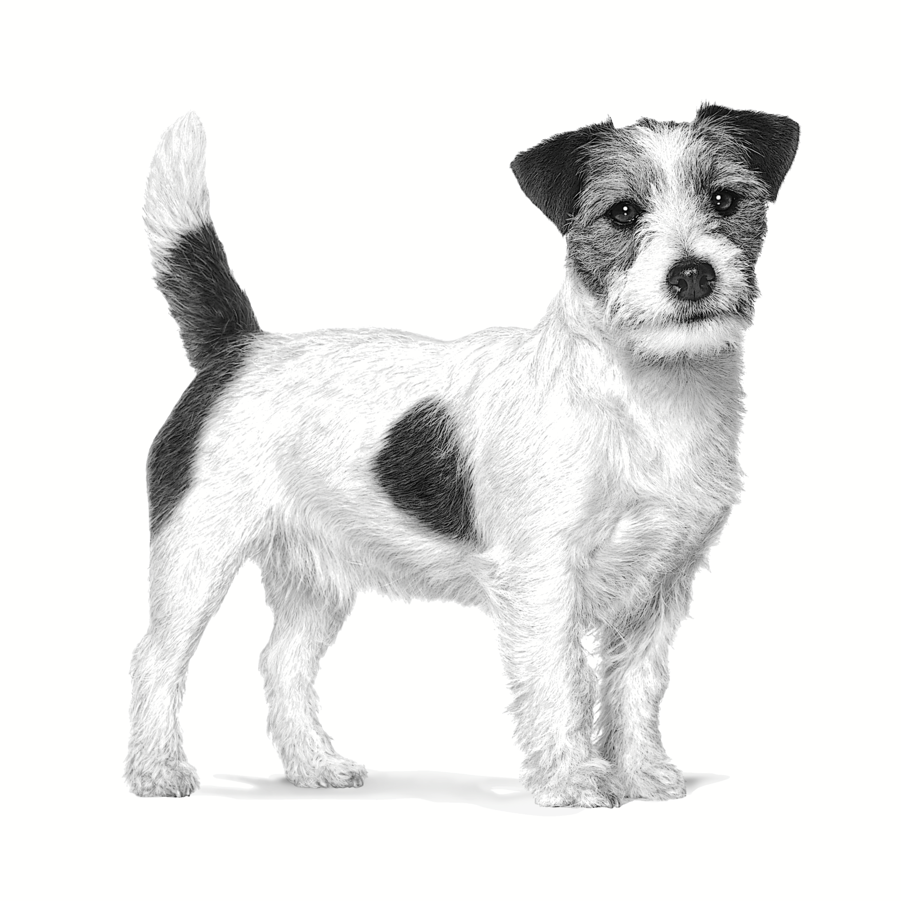 Royal Canin Veterinary Diets Health Management Adult Small dog koiran kuivaruoka