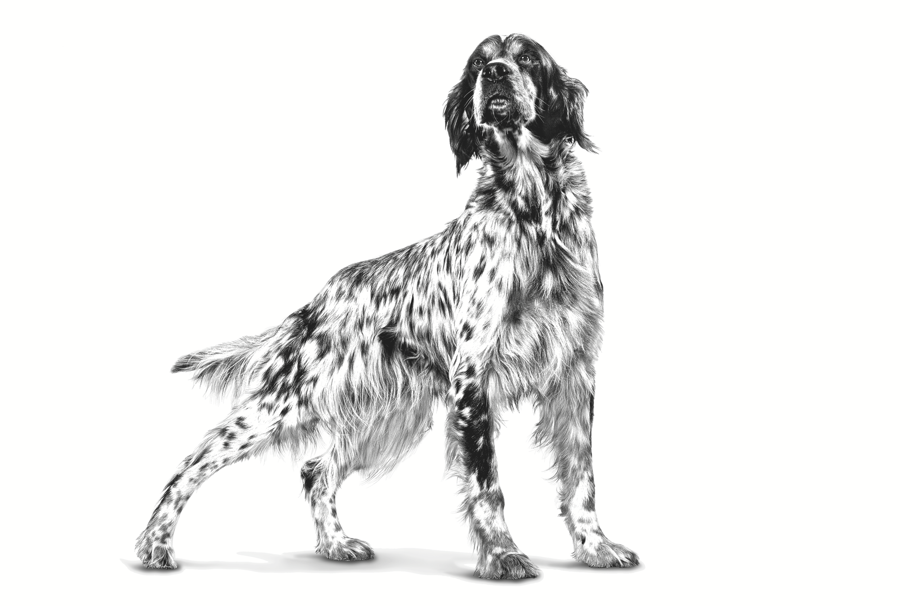 Royal Canin Veterinary Diets Derma Hypoallergenic Loaf säilykepurkki koiran märkäruoka 200 g MAISTELUPAKKAUS