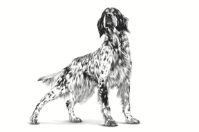 Royal Canin Veterinary Diets Derma Hypoallergenic Loaf säilykepurkki koiran märkäruoka 200 g MAISTELUPAKKAUS