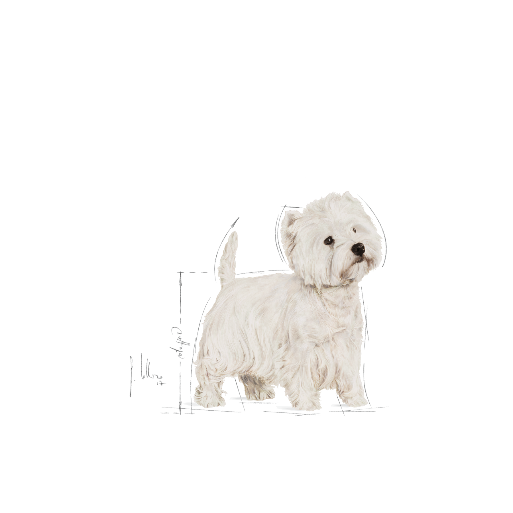 Royal Canin West Highland White Terrier koiralle 3 kg