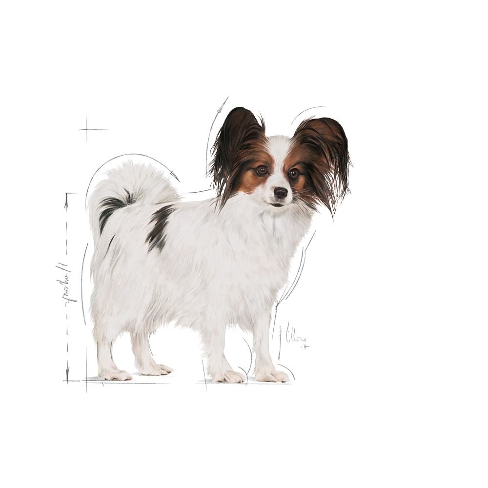 Royal Canin X-Small Adult koiralle