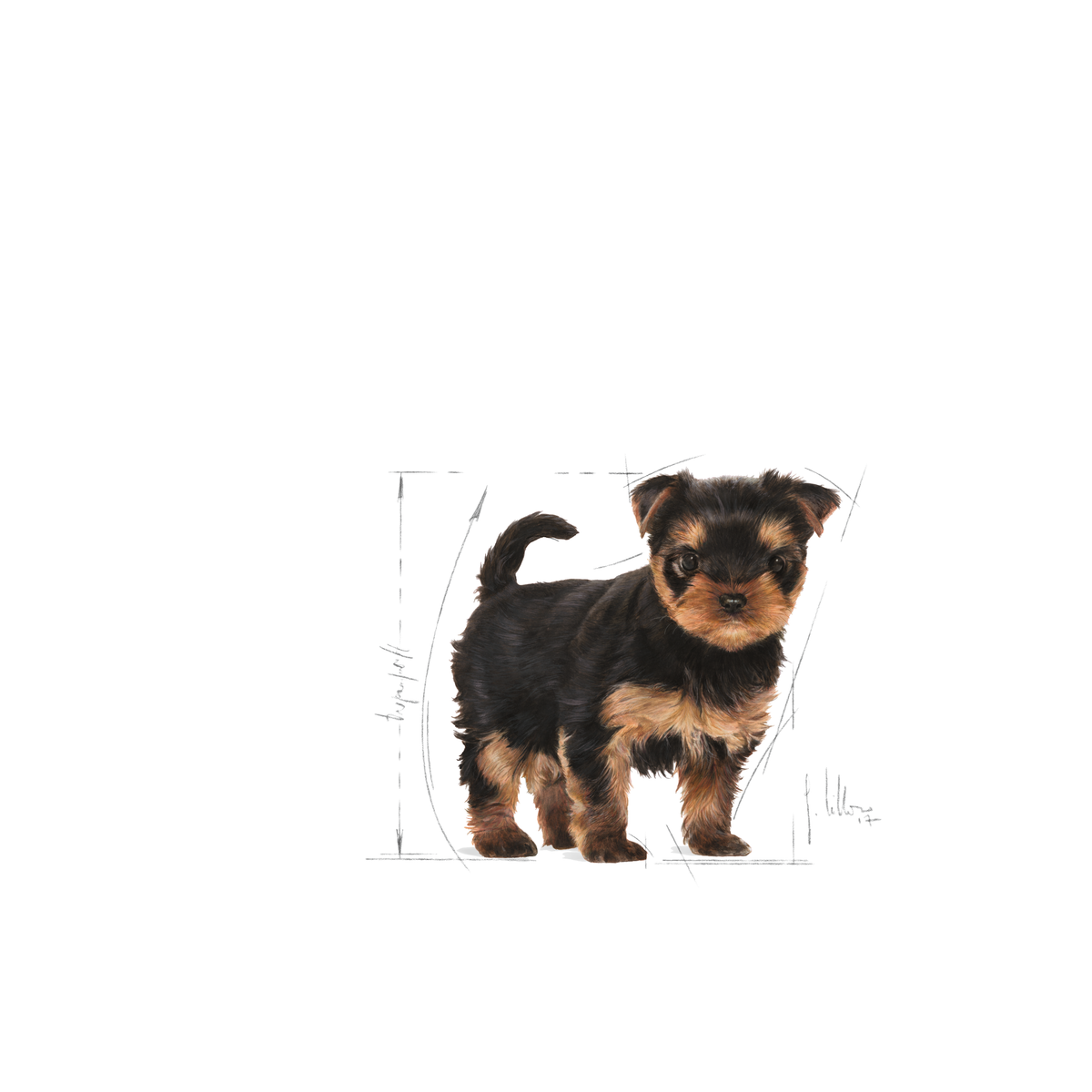 Royal Canin Yorkshire Terrier Puppy koiralle 1,5 kg