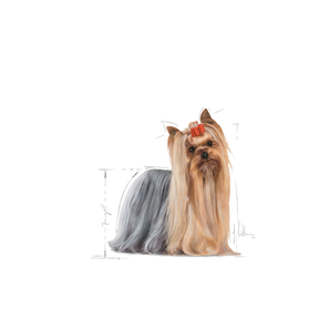 Royal Canin Yorkshire Terrier Adult koiralle