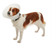 Buster Classic kauluri 35 cm