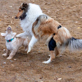 Taituki Polvituki oikea takajalka XXS