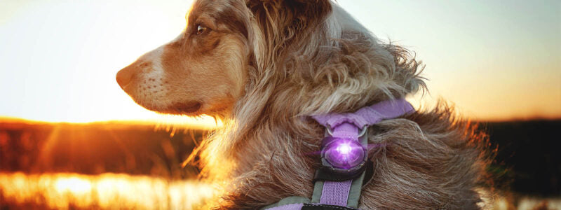 Orbiloc Dog Dual turvavalo lila