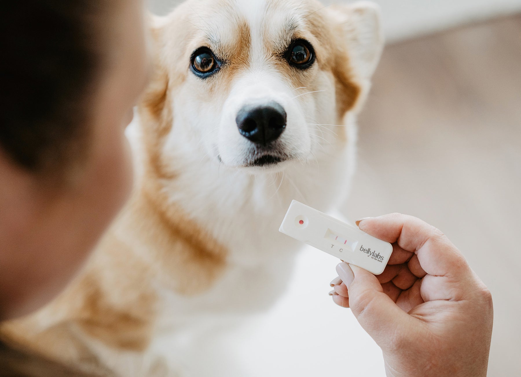 Bellylabs tiineystesti koiralle