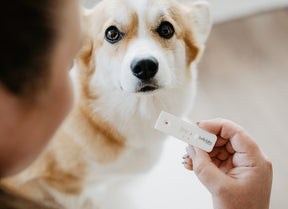 Bellylabs tiineystesti koiralle