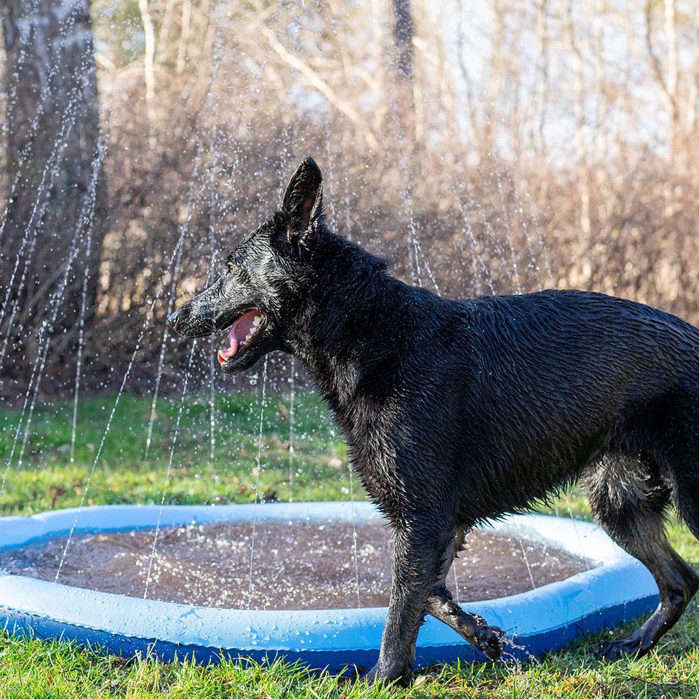 Ozami Splash koiran suihkulähdeallas