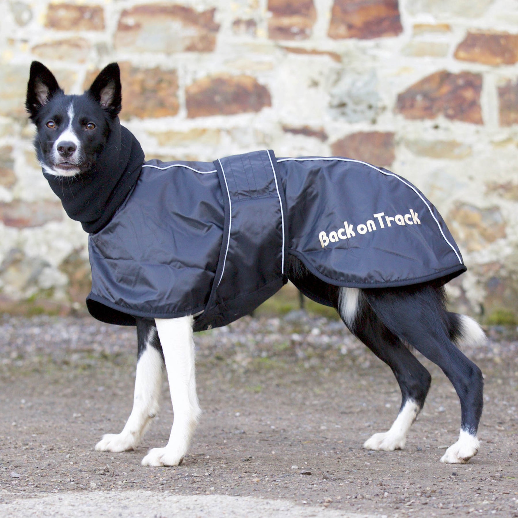 Back on Track Whippet-takki