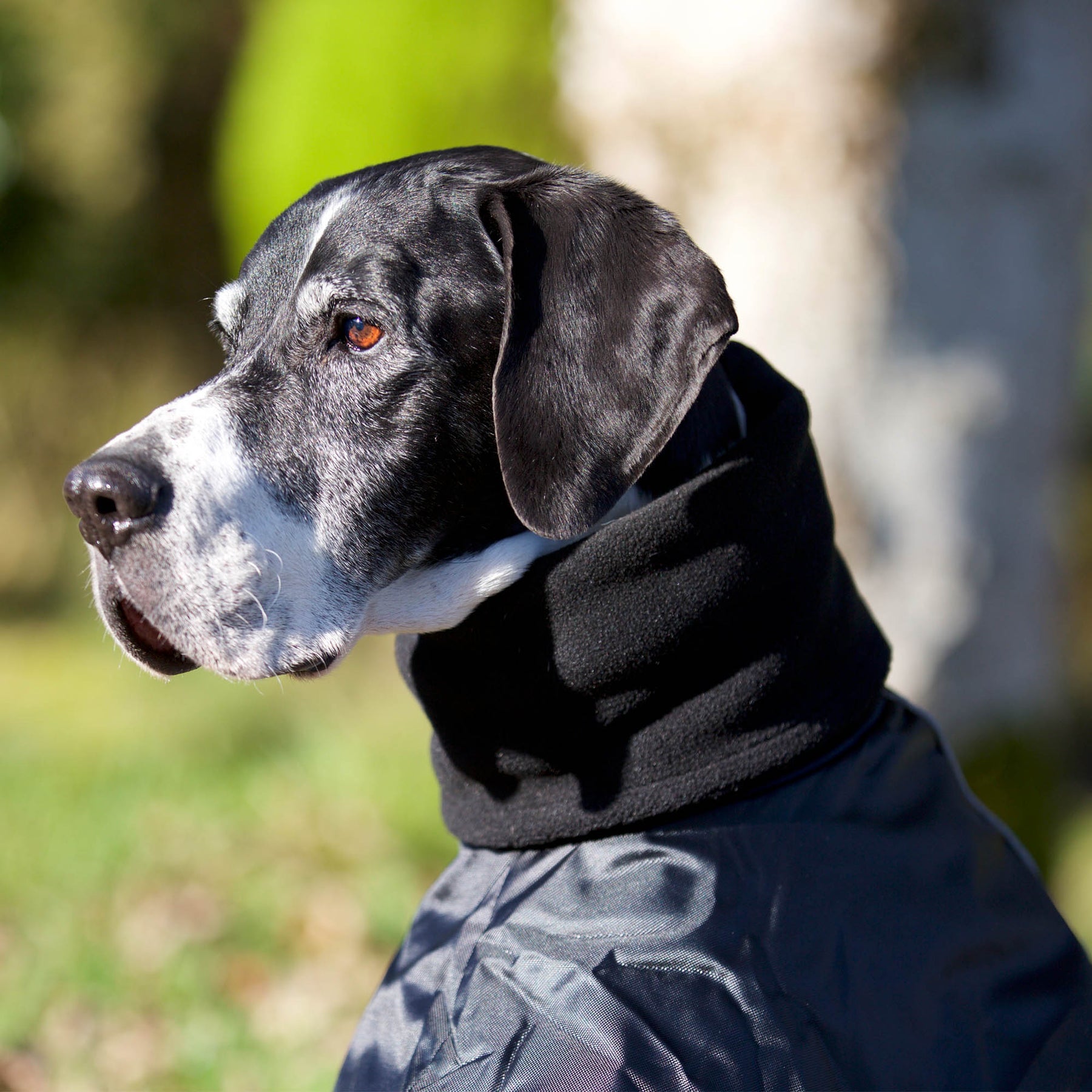 Back on Track Whippet-takki